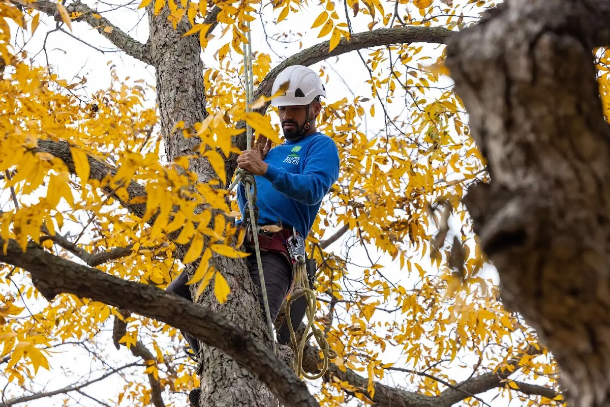 Skilled Tree Planting crew working in Cozad